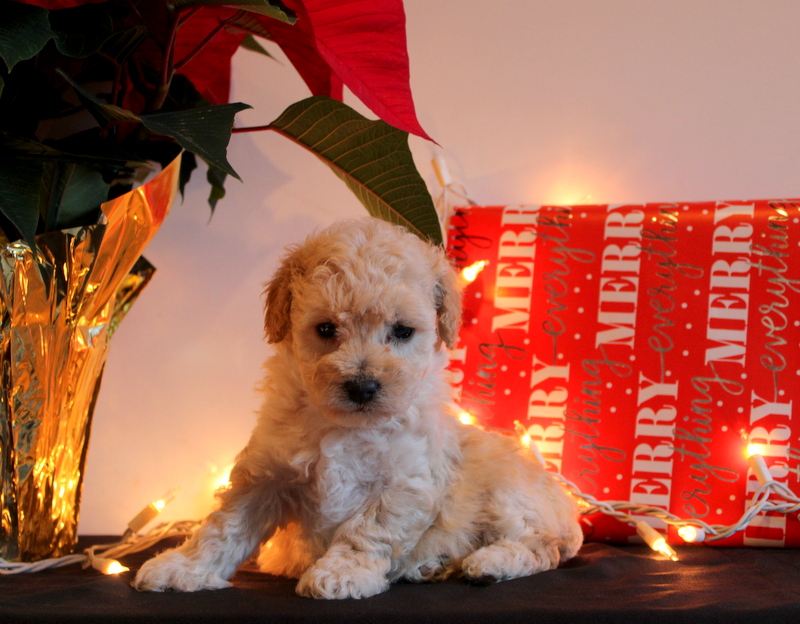 puppy, for, sale, Mini Poodle, Matthew B. Stoltzfus, dog, breeder, Gap, PA, dog-breeder, puppy-for-sale, forsale, nearby, find, puppyfind, locator, puppylocator, aca